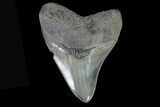 Serrated, Fossil Megalodon Tooth - Huge Root #75258-1